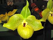 Paph Norito Hasegawa from the Paph Forum 2004