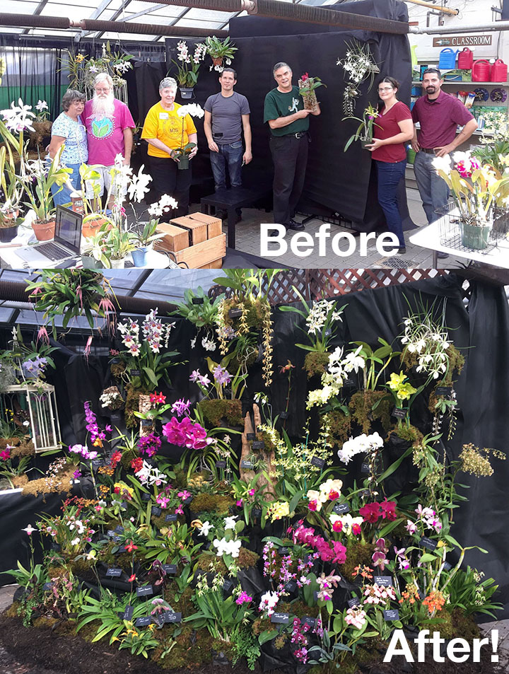 Setting up Maryland Orchid Society Exhibit