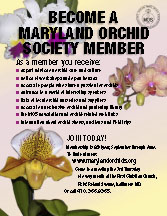 Maryland Orchid Society Membership Flyer