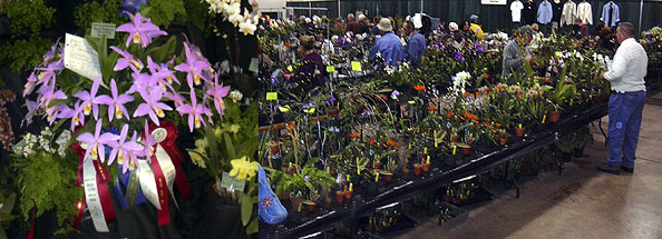 Maryland Orchid Show 2006