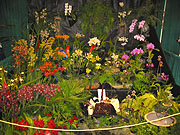 Maryland Orchid Society Show 2003